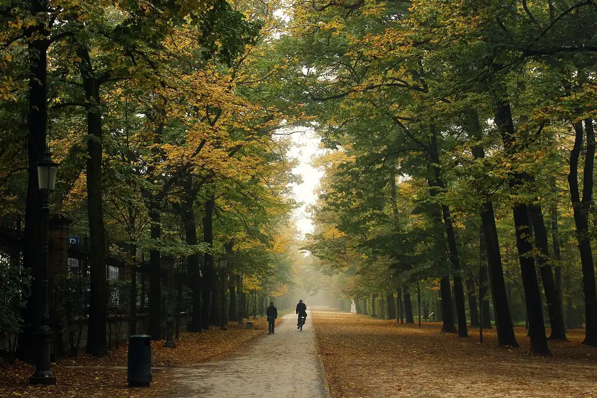 Misty autumn avenue lined with tall trees in Parma's Parco Ducale