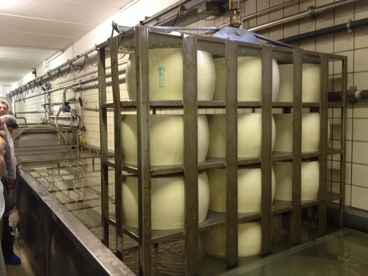 Parmigiano-Reggiano-Laibe in einem Stahlkäfig in einem Salzbad einer Käserei