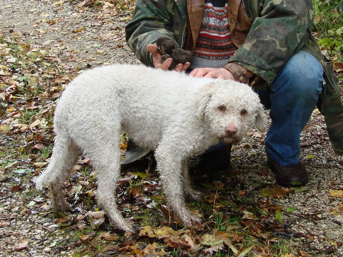 Weißer Lagotto Romagnolo Trüffelhund neben seinem Führer mit frischen Trüffeln